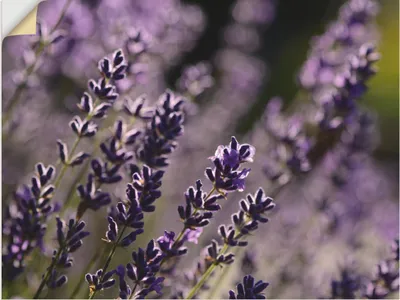 Produktbild von ARTland Wandbild, selbstklebend Lavendel Nahaufnahme Größe: 40x30 cm