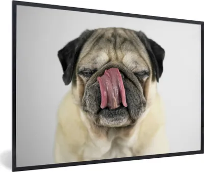 Produktbild von MuchoWow® MuchoWow® Gerahmtes Poster Mops - Zunge - Porträt 90x60 cm - Poster mit zchwarzem Bilderrahmen - Fotorahmen - Foto-Plakat