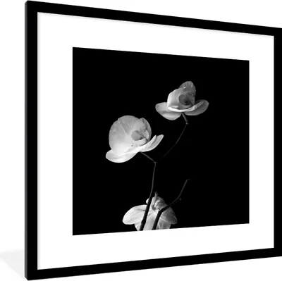 Produktbild von MuchoWow® Gerahmtes Poster Orchidee - Blumen - Schwarz - Weiß - Stilleben 40x40 cm - Poster mit Schwarzem Bilderrahmen Wandposter Rahmen Foto Bilder - Poster - Plakat im Rahmen