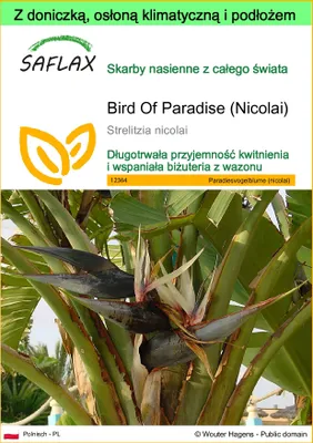 Zdjęcie produktu dla SAFLAX - Garden to go - Bird Of Paradise (Nicolai) - 5 Nasiona - Z doniczką, pokrywą klimatyczną i podłożem do uprawy - Strelitzia nicolai