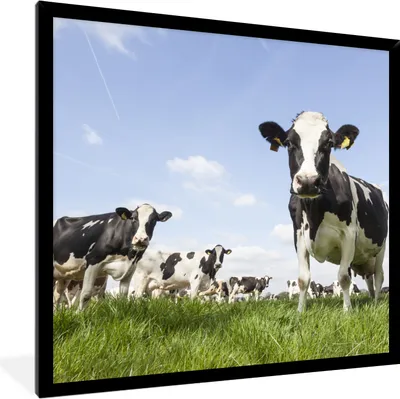 Produktbild von MuchoWow® Gerahmtes Poster Kühe - Gras - Tiere - Sonne - Bauernhof 40x40 cm - Poster mit Schwarzem Bilderrahmen Wandposter Rahmen Foto Bilder - Mit Rahmen - Wanddekoration Schlafzimmer