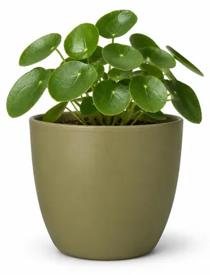 Produktbild von Floran Pflanztopf - tannengrun - matt - Keramik - 15 x 13 cm