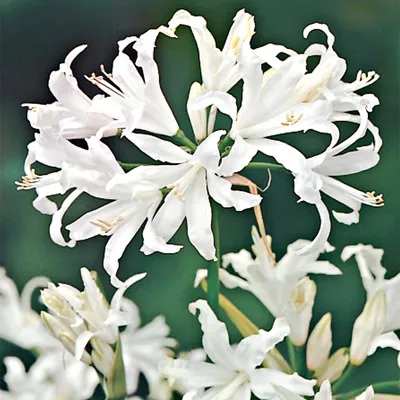 Zdjęcie produktu dla Nerine Nerina Alba Biała 1 szt Cebulki kwiatowe