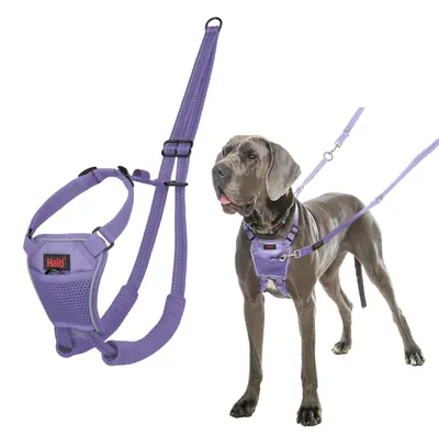 Productafbeelding van Halti anti-trekhalsband voor honden | Maat L, paars