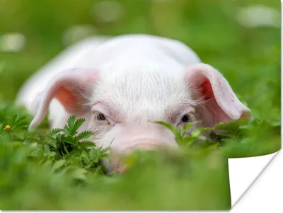 Produktbild von MuchoWow® Poster Schwein - Tiere - Groß 120x90 cm - Wandbild