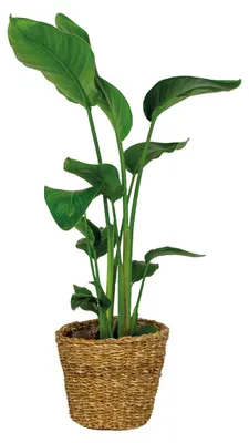 Produktbild von Strelitzia Nicolai, 80-100 cm, Seegraskorb grob 21 cm