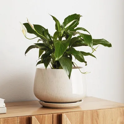 Produktbild von Blumentopf Keramik 25 cm Beige mit Untersetzer und Drainageloch