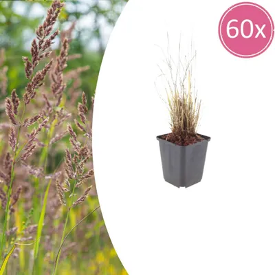 Produktbild von Calamagrostis brachytricha | 60 Stück - 10-25cm - Ø9cm - Gartenpflanze