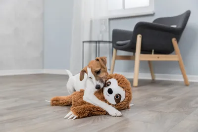 Produktbild von Trixie Faultier aus Plüsch mit Stimme