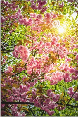 Produktbild von ARTland Wandbild Alu für Innen & Outdoor Japanische Kirschblüte Größe: 60x90 cm