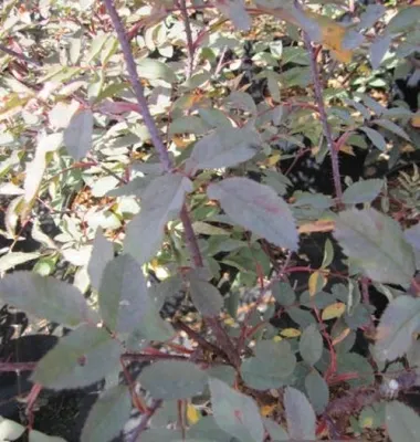 Produktbild von Rotblatt Rose - Rosa Glauca - 30-40cm