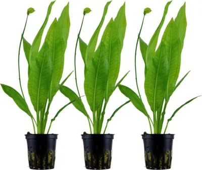 Produktbild von Aquarium Pflanze 3 Stück Echinodorus bleheri Wasserpflanze AquaOne Nr.371 Set