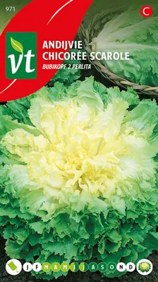 Produktbild von Endivie Perlita Samen - Ca. 2 gr | VT_971