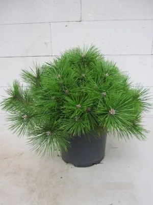 Produktbild von Pinus densiflora Jane Kluis - Japanische Zwergrotkiefer Jane Kluis - 30-40cm