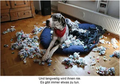 Image de Der herabschauende Hund