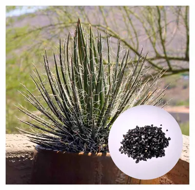 Obrázek produktu pro Semena Agave Multifilifera - balení 10 ks - Exotická semena - Robustní - Agáve mnohovláknitá