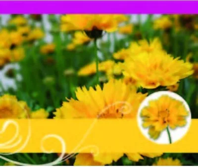 Produktbild von Ohne Text – Minikarte - 9x7,8 cm - mit Briefumschlag – Blume