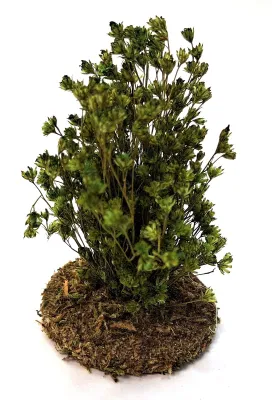 Produktbild von Grüner Strauch für Weihnachtskrippe. Krippenbotanik. 5-7 cm hoch