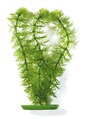 Produktbild von Hagen MA Aquascaper Hornwort 30 cm; PP1212