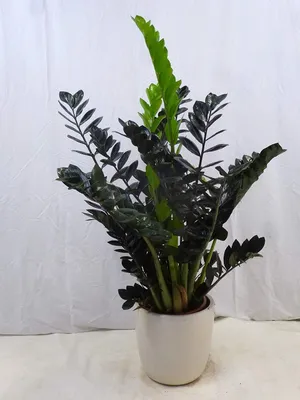 Produktbild von [Palmenlager] - Zamioculcas zamiifolia "SUPER NOVA" 70/80 cm - Pot 17 cm Ø - schwarze Glücksfeder - Zimmerpflanze - supernova