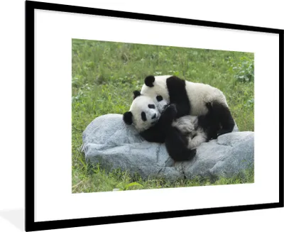 Produktbild von MuchoWow® Gerahmtes Poster Pandas - Gras - Stein 90x60 cm - Poster mit Schwarzem Bilderrahmen Wandposter Rahmen Foto Bilder - Wanddekoration - Fotos