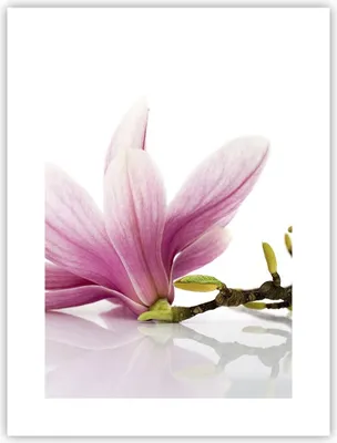 Produktbild von Poster - Poster ohne Rahmen - Magnolie blume natur pflanze - 30x40 cm - Wand Bild - Wanddeko - Wandbilder - Kunstposter - Wandposter - Bilder - Kunstdruck - Wanddekoration - Wandbild - P2XPA30x40-2641