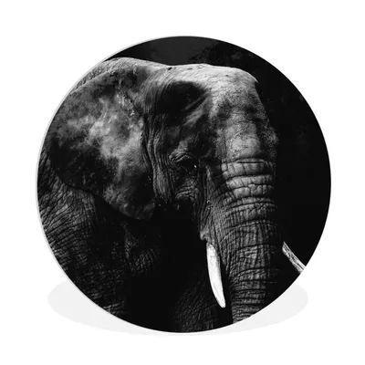 Produktbild von MuchoWow® Rundes Wandbild - Runde Bilder Elefant - Tiere - Schwarz - Weiß Ø 90 cm Kreis Wanddekoration Kunststoff - Wandkreis - Wandschmuck - Wand-Kreis - Wohnzimmer - Bild - Runde - Wanddeko - Dibond - Kunstdrucke