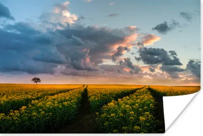 Produktbild von MuchoWow® Poster Blumen - Gelb - Sonnenuntergang 30x20 cm - Plakate - Print