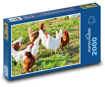 Obrázok produktu pre Puzzle 2000 Sliepky na zelenej lúke - martinpuzzle