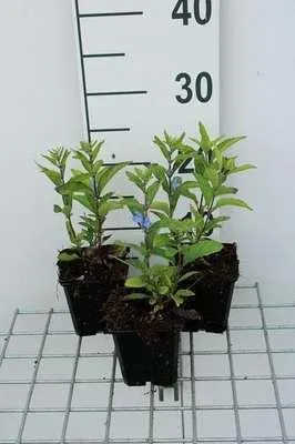 Produktbild von 6 x  Scutellaria incana - Helmkraut - Topf 9 x 9 cm