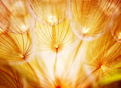 Immagine prodotto di Carta da parati fotografica su supporto in tessuto non tessuto 21513 Soft Dandelion Flowers, 8 pezzi, 400 x 260 cm