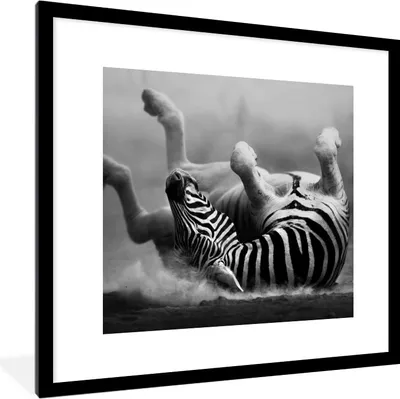 Produktbild von MuchoWow® Gerahmtes Poster Zebra - Tiere - Schwarz - Weiß 40x40 cm - Poster mit Schwarzem Bilderrahmen Wandposter Rahmen Foto Bilder - Poster - Plakat im Rahmen