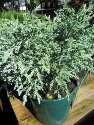 Produktbild von Chamaecyparis pisifera Baby Blue - Zwerg-Silberzypresse - 25-30