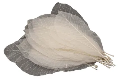 Produktbild von 24 Stk. lange Blattskelette – zarte Naturprodukte für kreative Bastelarbeiten & Dekoration