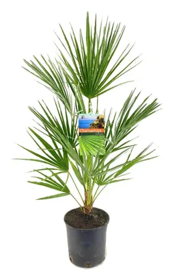 Produktbild von Mediterrane Palme 80cm XXL