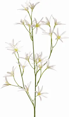 Produktbild von artplants.de Textilblume Tweedia solanoides Pallas, weiß, 75cm, Ø5cm - Kunst Tweedia