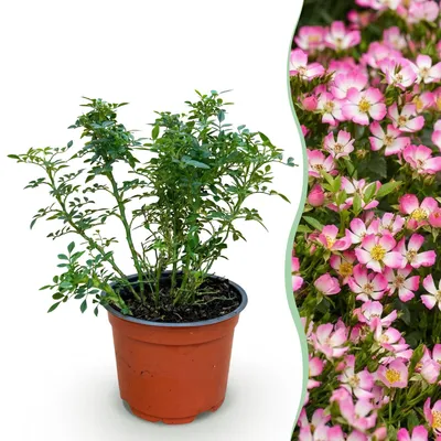 Produktbild von Green boutiQ - Gartenrose - Rosa Cutie Pie - Rose - Winterhart - Rosa - 1 Pflanze - Topf 12cm - Höhe 20-25cm