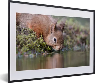 Produktbild von MuchoWow® MuchoWow® Gerahmtes Poster Eichhörnchen - Tier - Wasser 40x30 cm - Poster mit zchwarzem Bilderrahmen - Bilderrahmen - Poster im Rahmen