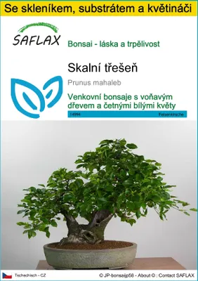 Obrázek produktu pro SAFLAX Kultivační sada - skalní třešeň - Prunus mahaleb - 30 Semena - S mini skleníkem, pěstebním substrátem a 2 květináči