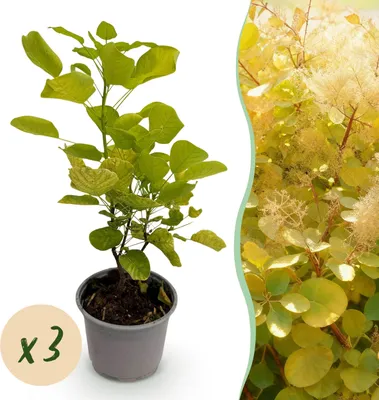 Produktbild von Cotinus coggyria Golden Spirit - Gelb - 3 Pflanzen - Laubabwerfend - Pflegeleicht - 25-35cm - Ø12cm - Gartenpflanze