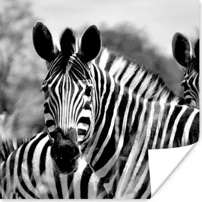 Produktbild von MuchoWow® Poster Zebra - Schwarz - Weiß - Tiere 100x100 cm - Babyzimmer