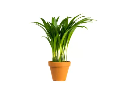 Obrázok produktu pre Gardners Dypsis Lutescens (areca), priemer 11-12 cm