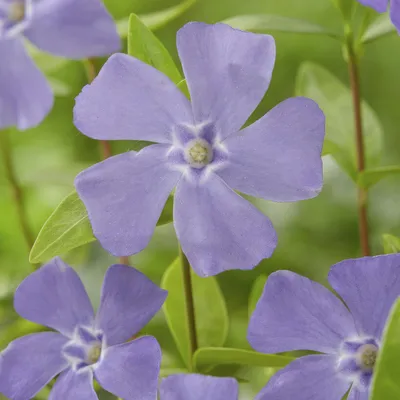 Obrázek produktu pro Vinca minor, 48 rostlin, 10 - 25cm, prumer 9cm, vždyzelená pudopokryvná