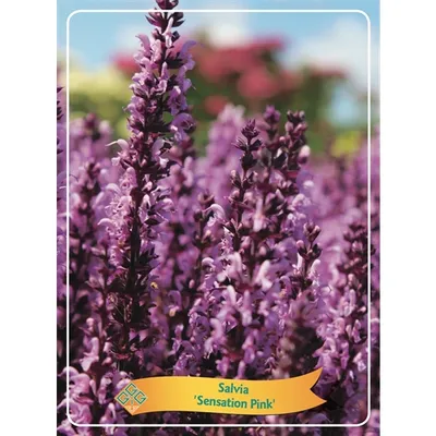 Obrázek produktu pro Kvetoucí šalvěj Sensation Pink - Salvia nemerosaKvětináč 11 cm Ø