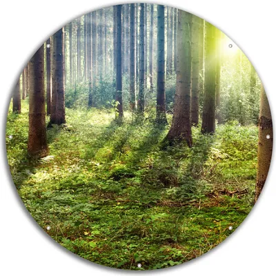 Produktbild von Wallario rundes Outdoor-Poster für Garten oder Balkon, Motiv Sonnenuntergang im Wald zwischen den Bäumen, 60 cm Durchmesser