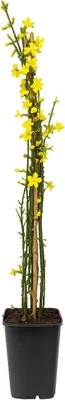 Produktbild von Winterjasmin 60–70 cm (Jasminum nudiflorum) – winterharte Gartenpflanze, gelbe Blüten, Rankpflanze für Balkon & Terrasse