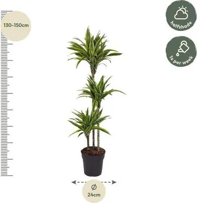 Immagine prodotto di Dracaena Lemon Lime, 140 cm, Ø 24 cm, pianta da appartamento con decorazioni verde-gialle