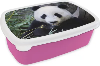 Produktbild von KitchenYeah® Lunchbox Brotzeit Brotdose 17x11 cm Panda - Tier - Blätter Kinder Brotzeitdose - Lunchpaket - Brotkasten  - Sandwich Box