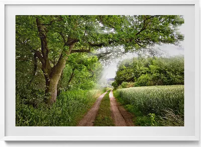 Produktbild von Weg, Bäume und Sonnenschein– Wandbild mit Rahmen – Gerahmtes Bild  – Wanddekoration – 100x70 cm –  Weiß Rahmen