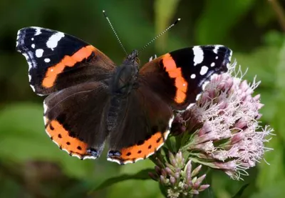 Produktbild von 3 D Ansichtskarte Schmetterling, Admiral, Postkarte Wackelkarte Hologrammkarte Tiere Tier Falter